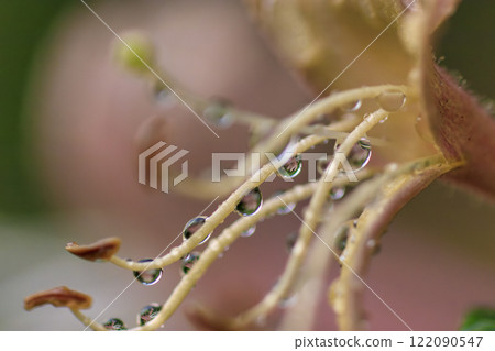 春雨後森林裡盛開的金銀花 122090547