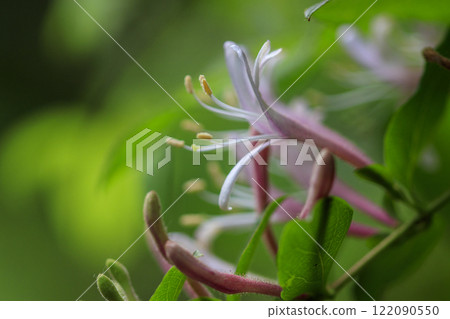 開花在春天森林裡的金銀花花 開花在春天森林裡的金銀花花 122090550