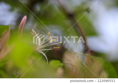 開花在春天森林裡的金銀花花 122090551