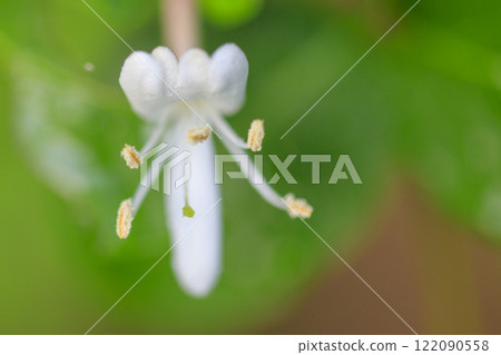 開花在春天森林裡的金銀花花 122090558