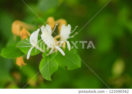 開花在春天森林裡的金銀花花 122090562