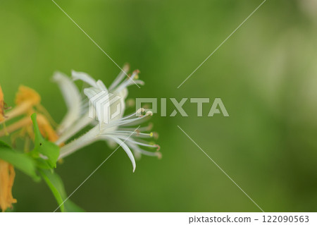 開花在春天森林裡的金銀花花 122090563