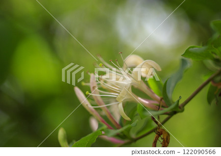 開花在春天森林裡的金銀花花 122090566