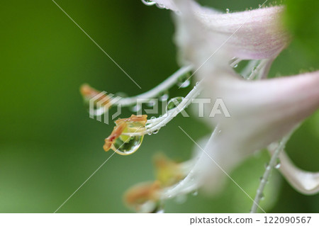 春雨後森林裡盛開的金銀花 122090567