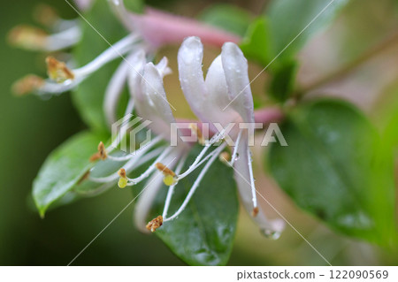 春雨後森林裡盛開的金銀花 122090569