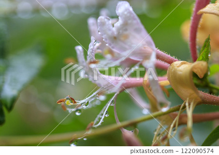 春雨後森林裡盛開的金銀花 122090574