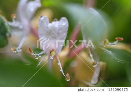 春雨後森林裡盛開的金銀花 122090575