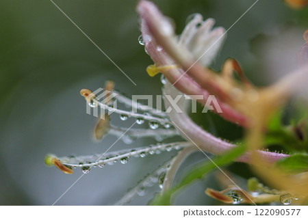Honeysuckle flowers blooming in the forest after the spring rain 122090577
