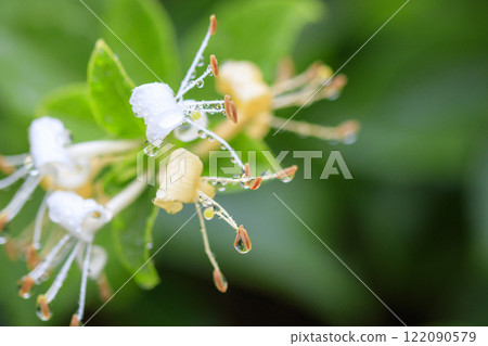 春雨後森林裡盛開的金銀花 122090579