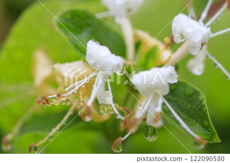 春雨後森林裡盛開的金銀花 122090580