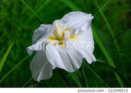 A perennial iris that grows in ponds and shallow waters A perennial iris that grows in ponds and shallow waters 122090619
