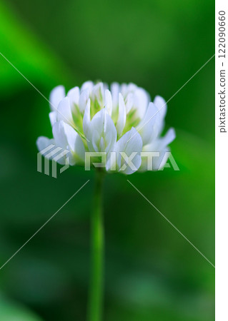 帶來好運的四葉草 白三葉草 帶來好運的四葉草 白三葉草 122090660