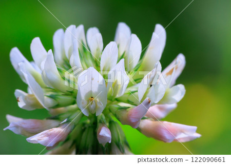 Four-leaf clover that brings good luck White clover 122090661