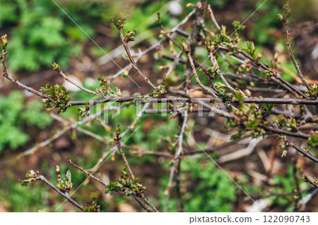 Blackcurrant Gall or Big Bud Mite pest. Infected enlarged round buds on young currant bush in Spring Blackcurrant Gall or Big Bud Mite pest. Infected enlarged round buds on young currant bush in Spring 122090743
