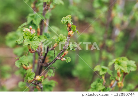 Blackcurrant Gall or Big Bud Mite pest. Infected enlarged round buds on young currant bush in Spring Blackcurrant Gall or Big Bud Mite pest. Infected enlarged round buds on young currant bush in Spring 122090744