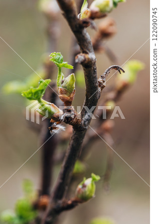 Blackcurrant Gall or Big Bud Mite pest. Infected enlarged round buds on young currant bush in Spring 122090745