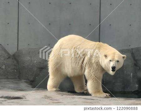 Polar bears 122090888