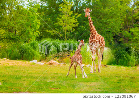 family of Giraffe Giraffa camelopardalis,with a baby. sticking out blue tongue 122091067