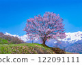 【櫻花素材】野平地區的一棵櫻花樹和白雪皚皚的北阿爾卑斯山插畫風格【長野縣】 122091111