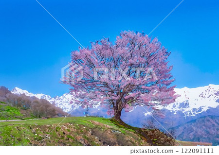 【櫻花素材】野平地區的一棵櫻花樹和白雪皚皚的北阿爾卑斯山插畫風格【長野縣】 122091111