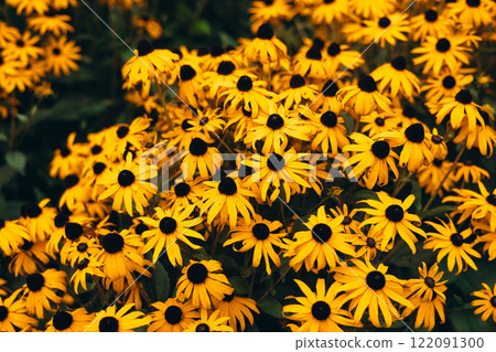 Bright yellow flowers of rudbeckia, commonly known as coneflowers or black eyed susans, in a sunny summer garden. Rudbeckia fulgida or perennial coneflower blossoming outdoors. 122091300