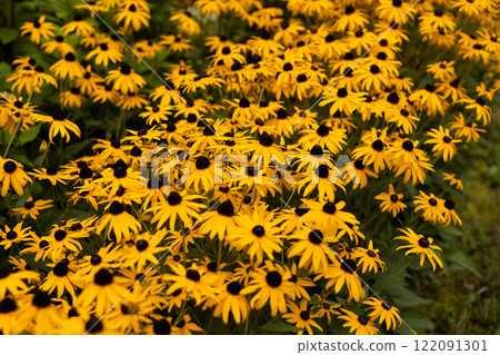 Bright yellow flowers of rudbeckia, commonly known as coneflowers or black eyed susans, in a sunny summer garden. Rudbeckia fulgida or perennial coneflower blossoming outdoors. Bright yellow flowers of rudbeckia, commonly known as coneflowers or black eyed susans, in a sunny summer garden. Rudbeckia fulgida or perennial coneflower blossoming outdoors. 122091301