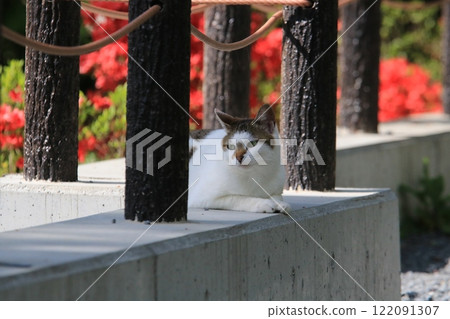 A Hachiware cat that can always be found on the Philosopher's Path is taking a rest and gazing into the distance. 122091307