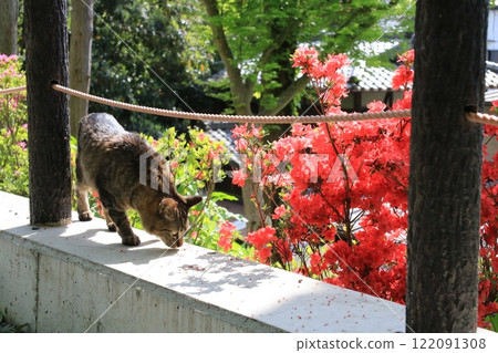 A brown tabby cat strolling along the Philosopher's Path finds something and stops to sniff it. 122091308