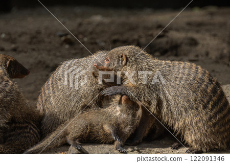 Banded Mongoose, group with baby, Mungos mungo Banded Mongoose, group with baby, Mungos mungo 122091346