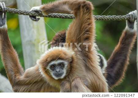 lar gibbon white-handed gibbon, an endangered primate in the gibbon family lar gibbon white-handed gibbon, an endangered primate in the gibbon family 122091347