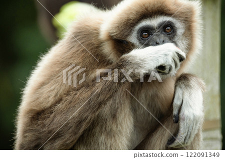 lar gibbon white-handed gibbon, an endangered primate in the gibbon family 122091349