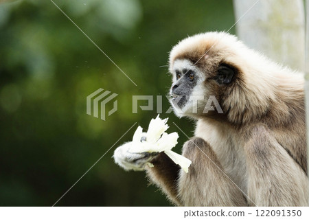 lar gibbon white-handed gibbon, an endangered primate in the gibbon family lar gibbon white-handed gibbon, an endangered primate in the gibbon family 122091350