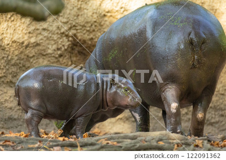 Pygmy hippopotamus Choeropsis liberiensis with mother Pygmy hippopotamus Choeropsis liberiensis with mother 122091362