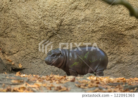 Pygmy hippopotamus Choeropsis liberiensis Pygmy hippopotamus Choeropsis liberiensis 122091363