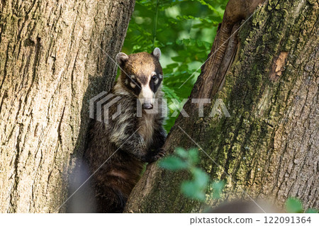 South American Coati, or Ring-tailed Coati Nasua nasua 122091364