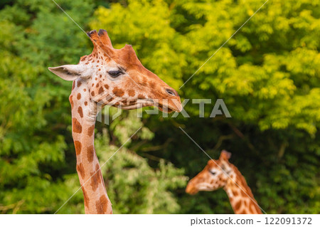 Giraffe in selective focus on green natural background Giraffe in selective focus on green natural background 122091372
