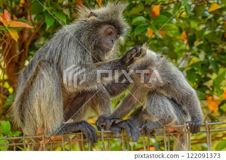 Closeup portrait of Tufted gray langur Semnopithecus priam Closeup portrait of Tufted gray langur Semnopithecus priam 122091373