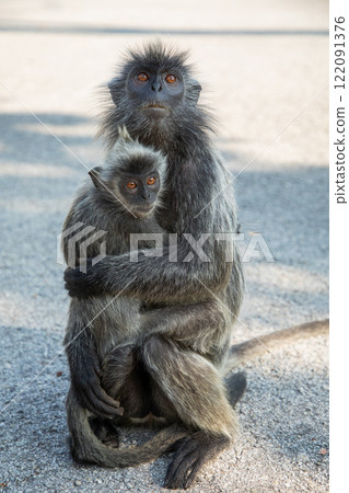 Closeup portrait of Tufted gray langur Semnopithecus priam Closeup portrait of Tufted gray langur Semnopithecus priam 122091376