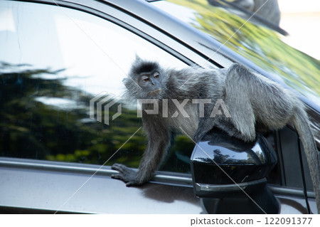 Closeup portrait of Tufted gray langur Semnopithecus priam 122091377