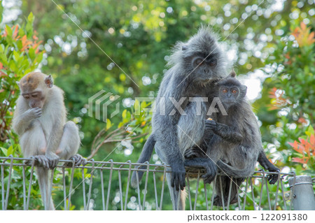 Closeup portrait of Tufted gray langur Semnopithecus priam Closeup portrait of Tufted gray langur Semnopithecus priam 122091380