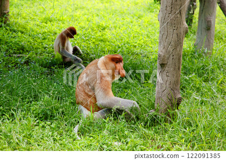 Proboscis Monkey Nasalis larvatus in mangrove rain forest 122091385