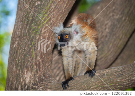 Blue eyed lemur on tree in forest Blue eyed lemur on tree in forest 122091392