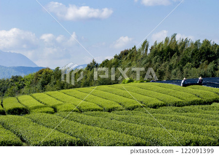 新鮮的綠茶種植園 122091399