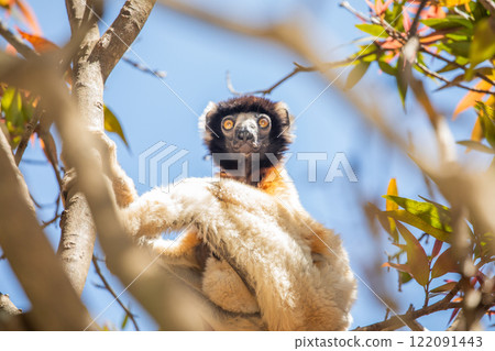 Endangered Coquerel Sifaka Lemur Propithecus coquereli Madagascar 122091443