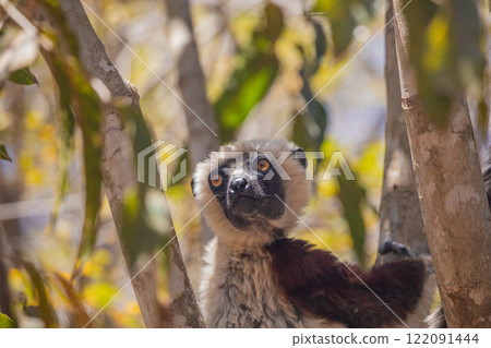 Endangered Coquerel Sifaka Lemur Propithecus coquereli Madagascar Endangered Coquerel Sifaka Lemur Propithecus coquereli Madagascar 122091444