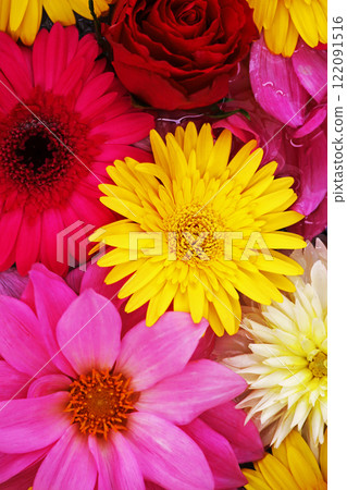 Background material photo of colorful flowers floating on water taken from above 122091516