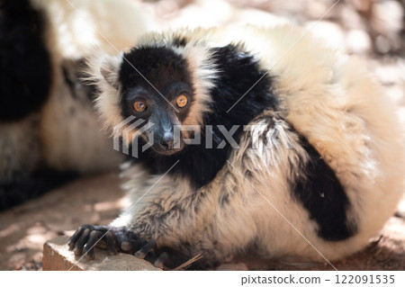 black and white ruffed lemur in its natural habitat black and white ruffed lemur in its natural habitat 122091535