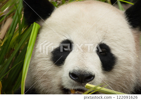 giant black and white panda is eating bamboo. Large animal closeup 122091626