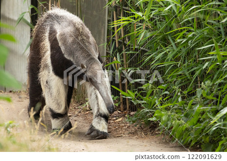 Giant anteater cute animal from Brazil. Giant anteater cute animal from Brazil. 122091629