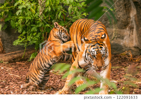 Sumatran tiger family with two little cubs 122091633